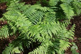 Image result for Fern Frond Spores