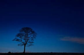 Image result for Stylized Tree Silhouette