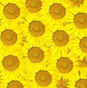 Image result for Yellow Sunflower Background