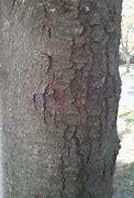 Image result for red maple bark