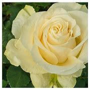 Image result for Single Long Stem White Rose