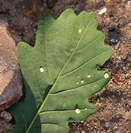 Image result for Oak Leaf and Acorn of California Drawing