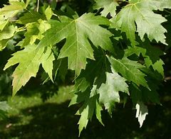 Image result for Acer Saccharinum Leaf