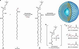 Image result for De Novo Synthesis of Phospholipids