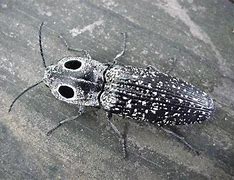 Image result for Grey and Black Beetle