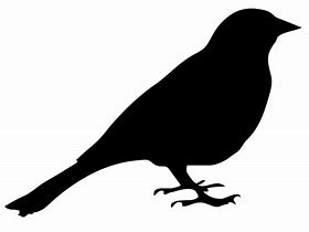 Image result for Backyard Birds Flat Color Vector