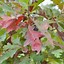 Image result for Quercus Alba Wood