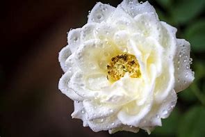 Image result for Single White Rose Garden