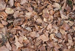 Image result for Brown Leaves Background