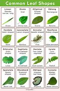 Image result for Leaves Names and Pictures for Kids