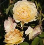 Image result for Yellow Rose Varieties