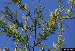 Image result for Black Willow Tree