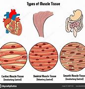 Image result for Human Body Tissue Types