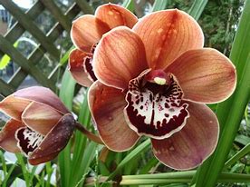 Image result for Brown Colored Flowers