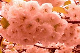 Image result for Cherry Blossom Tree in Pot