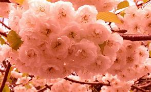 Image result for Cherry Blossom Tree When Not in Bloom