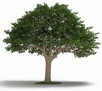 Image result for Tree 3D Model Free