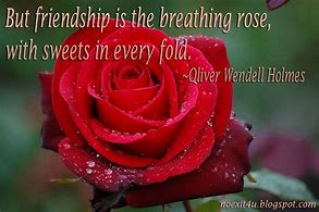 Image result for Rose Sayings