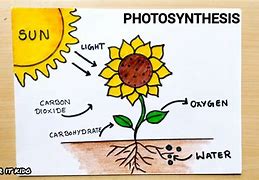 Image result for Photosynthesis Diagram Drawing