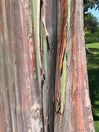 Image result for Rainbow Eucalyptus Flooring