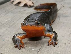 Image result for Water Newt