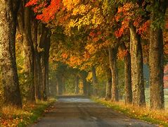 Image result for Fall in CT