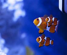 Image result for Finding Nemo Clownfish