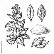 Image result for Tobacco Leaf Illustration