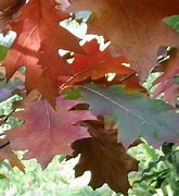 Image result for Fallen White Oak Leaves