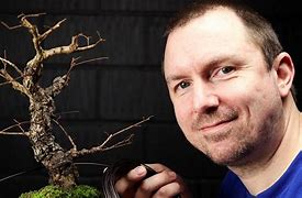 Image result for Chinese Elm Bonsai Sideways