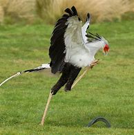 Image result for Secretary Bird Coloring Page