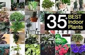 Image result for Best Looking Indoor Plants