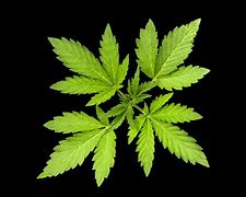 Image result for Old Weed Wacker