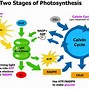 Image result for Light-Dependent Reaction