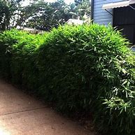 Image result for Dwarf Variegated Bamboo