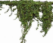 Image result for Climbing Ivy PNG