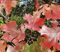 Image result for Maple Leaf Oak Tree