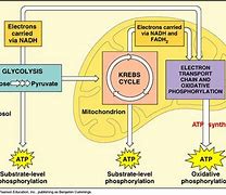 Image result for Photosynthesis and Cell Respiration