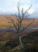 Image result for Birch Tree Close Up