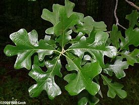 Image result for Post Oak Leaf Designs