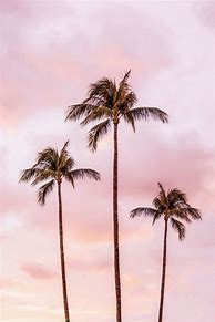 Image result for Black Palm Tree Background Aesthetic