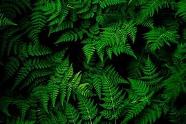 Image result for Leaf Background Images for Website