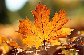 Image result for Leaf Pic