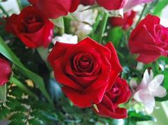 Image result for A Long Stem Closed Rose