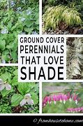 Image result for Shade Tolerant Ground Cover Plants