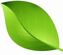 Image result for Leaf Art Year 1