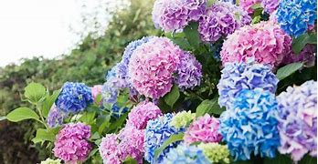 Image result for Brown Flowers in Japan