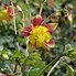 Image result for Texas Gold Columbine