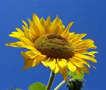 Image result for Sunflower