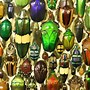 Image result for Black Beetles Insect